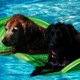 Illustration for article titled Shooting Challenge Pets Gallery 3